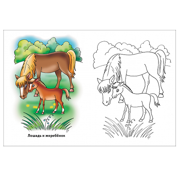 Фото к товару Раскраска. Животные и их детёныши Раскраска. Животные и их детёныши