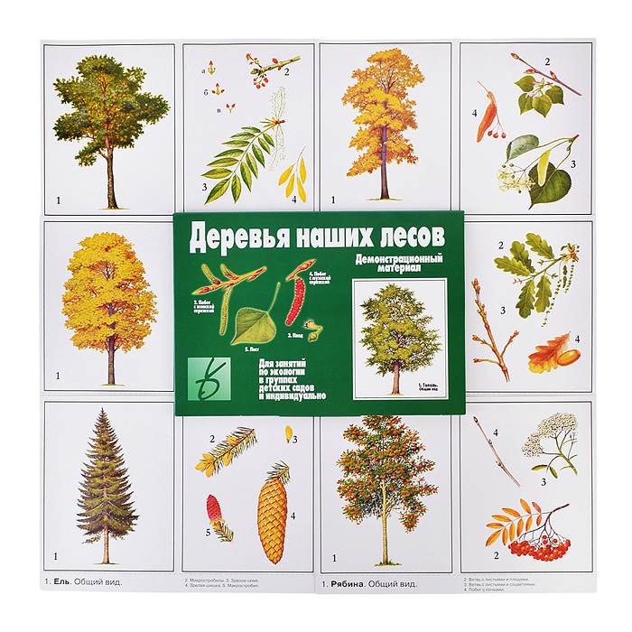 Настольная игра "Деревья наших лесов" Настольная игра "Деревья наших лесов"