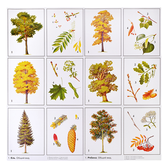 Настольная игра "Деревья наших лесов" 