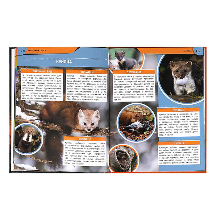 Фото к товару Животные леса. Энциклопедия. Животные леса. Энциклопедия.