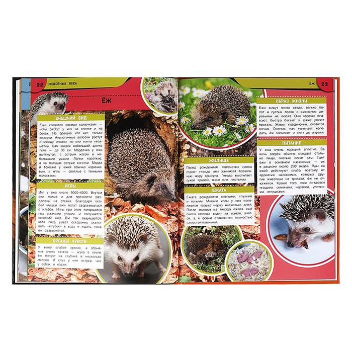 Фото к товару Животные леса. Энциклопедия. Животные леса. Энциклопедия.