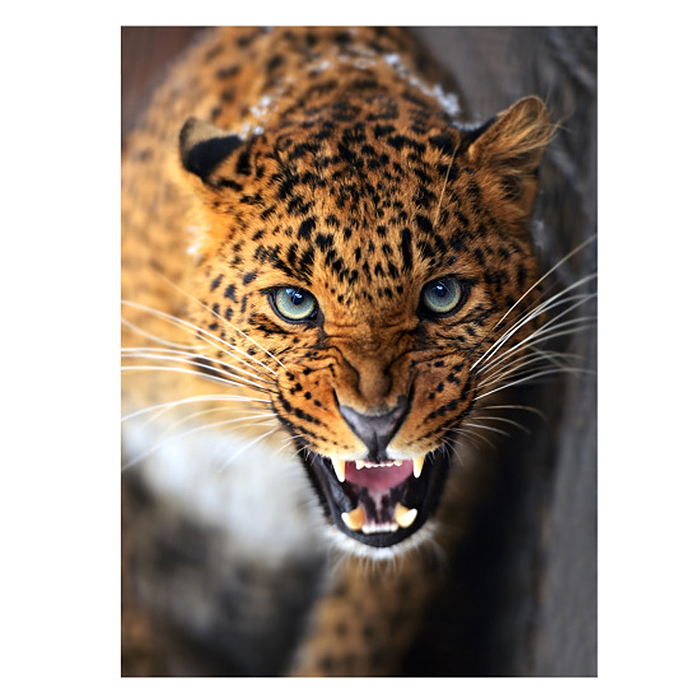 Холст с красками 40х50 по номерам "Опасный леопард" (в коробке) (30цв.) 