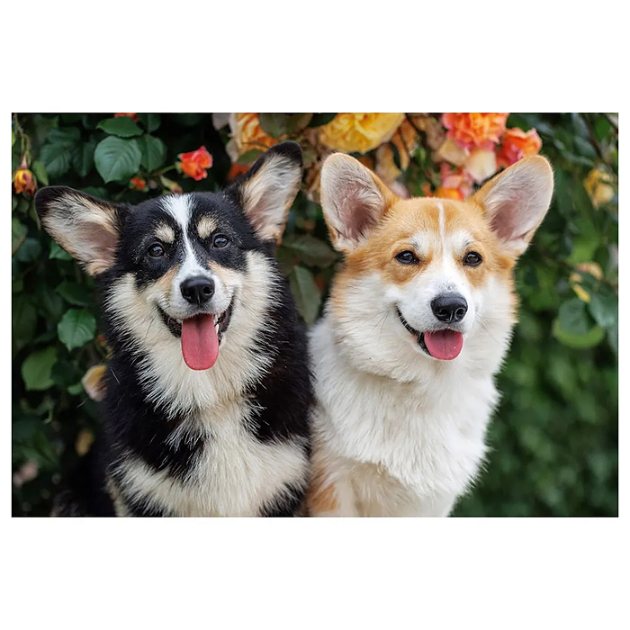Фото к товару Холст с красками 40х50 по номерам (в коробке) (30цв.) "Два улыбающихся корги" Холст с красками 40х50 по номерам (в коробке) (30цв.) "Два улыбающихся корги"