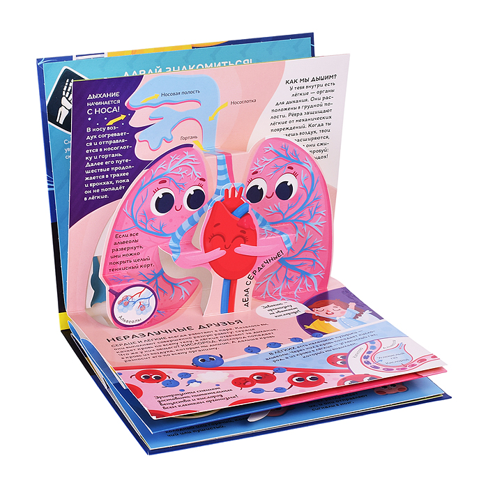 Почемучка. Анатомия