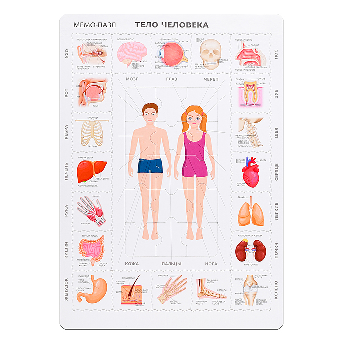 Мемо Пазл "Тело Человека"