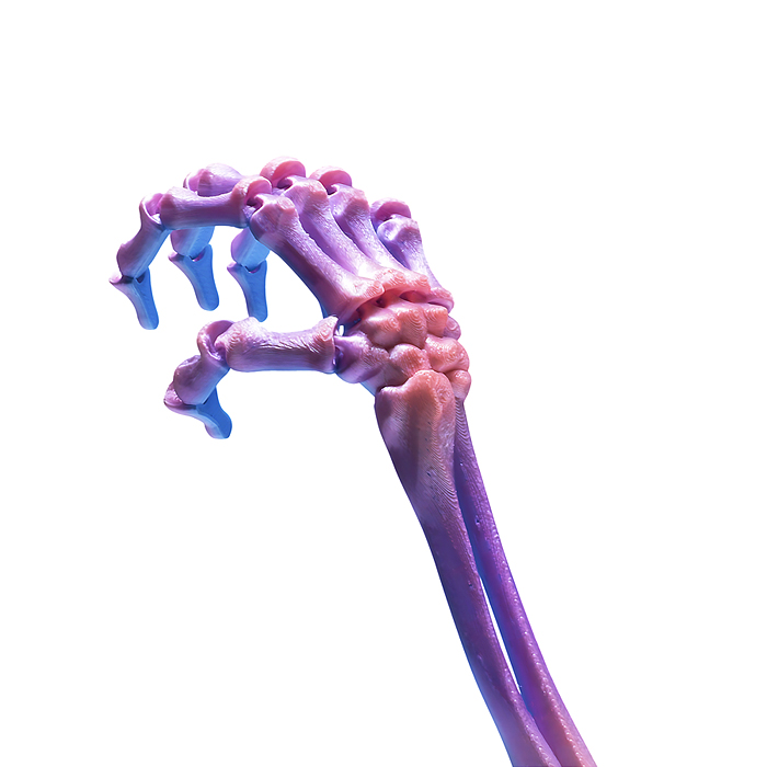 Фото к товару Игрушка-антистресс 00-7152 "Скелет руки" Игрушка-антистресс 00-7152 "Скелет руки"
