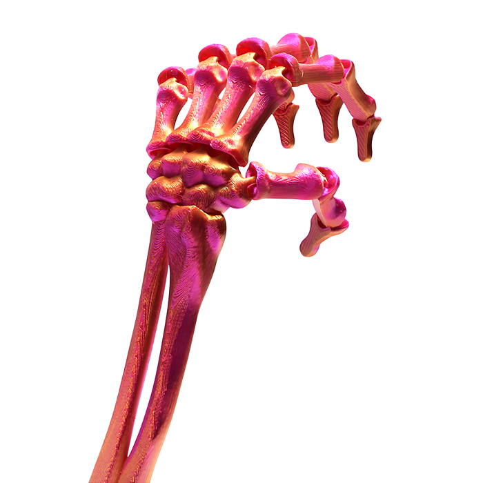 Фото к товару Игрушка-антистресс 00-7152 "Скелет руки" Игрушка-антистресс 00-7152 "Скелет руки"