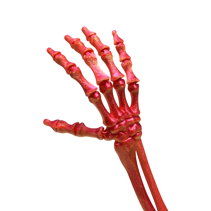 Фото к товару Игрушка-антистресс 00-7151 "Рука" Игрушка-антистресс 00-7151 "Рука"