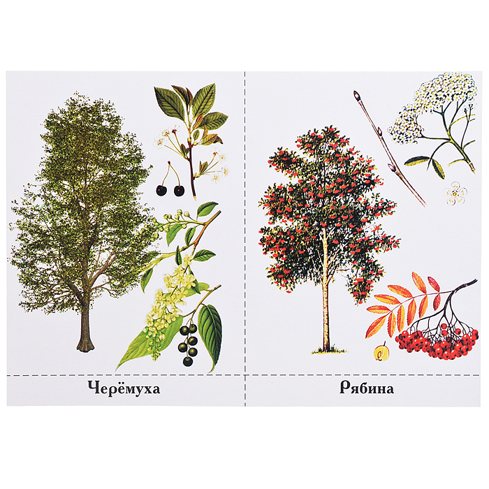 Обучающая игра "Деревья нашего леса"