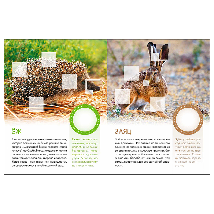 Фото к товару Мир животных с наклейками. Кто живёт в лесу? Мир животных с наклейками. Кто живёт в лесу?