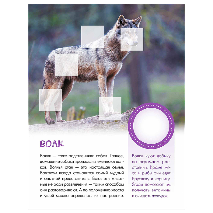 Фото к товару Мир животных с наклейками. Кто живёт в лесу? Мир животных с наклейками. Кто живёт в лесу?