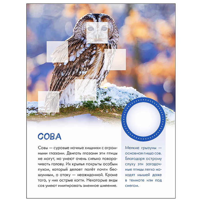 Фото к товару Мир животных с наклейками. Кто живёт в лесу? Мир животных с наклейками. Кто живёт в лесу?