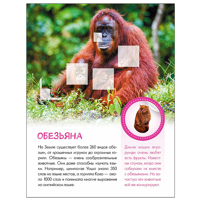 Мир животных с наклейками. Кто живёт в зоопарке?