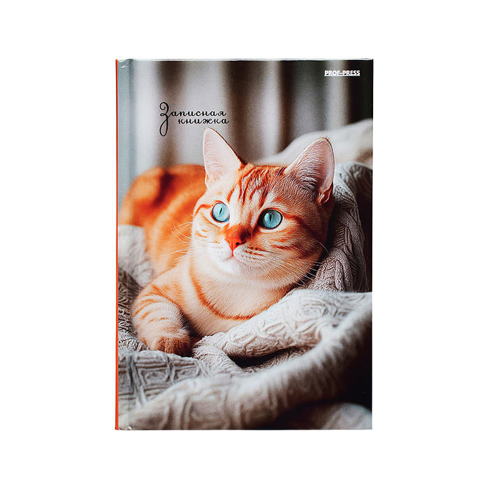 Записная книжка А6 64л. "Фото котика-2" 7БЦ, глянц. ламинирование, цвет. мелов. обл.